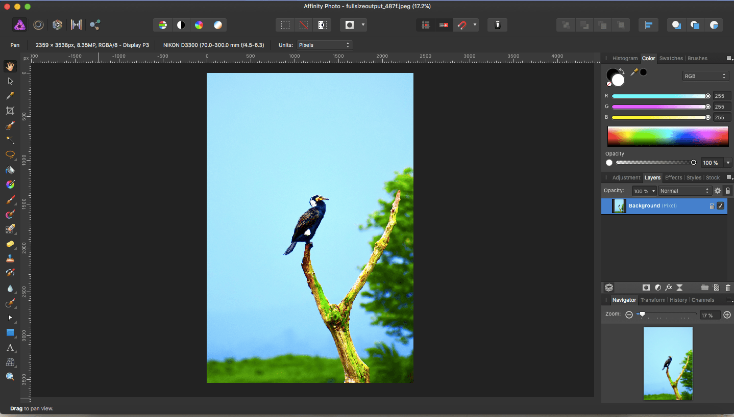 affinity photo bird on top